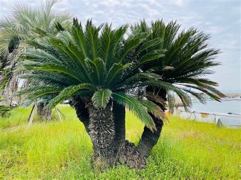 鉄樹|【観葉植物】ソテツ(蘇鉄)の育て方｜株分けの方法や 